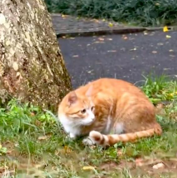 深圳配资 《红舞鞋》剧组道歉声明已不可见，此前剧组拍摄时撞死校园小猫，引发争议